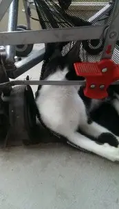 Cat4