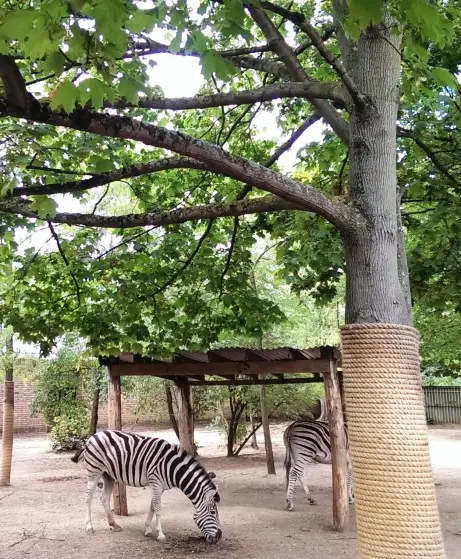 Zebra