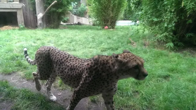 A cheetah slinks by...