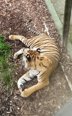 My favourite big cat...