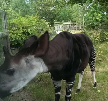 The giraffes' cousin!