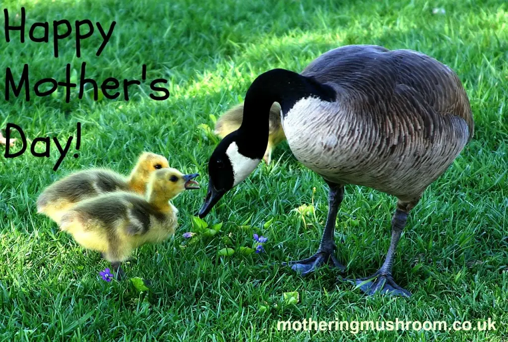 MummyduckandchicksMD_MotheringMushroom