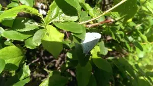 Butterfly_MotheringMushroom