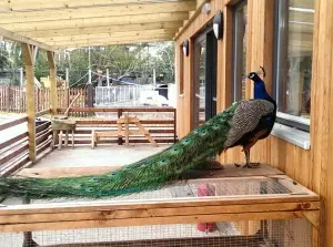 Peacock shouting at the 'competition'_MotheringMushroom
