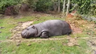 A real hippo!