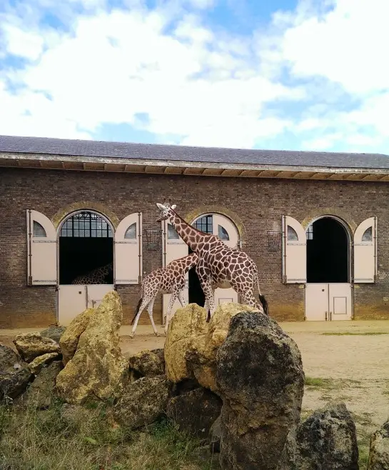 Giraffes
