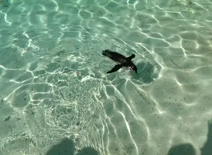 Flying penguin