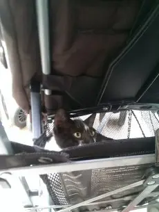 Cat 3