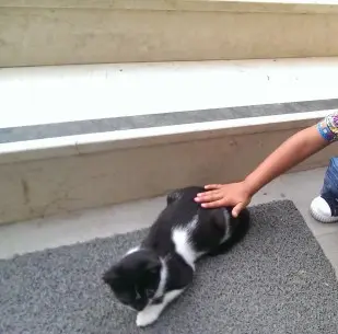 Cat1