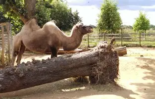 Camel