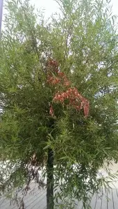 2015-07-16 12.37.56
