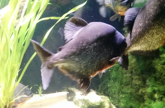 ...even fish!