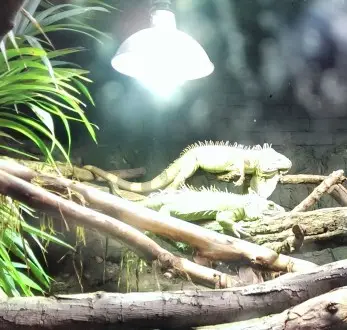 Lizards. They just lie there. A bit lazy